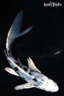 5.5" GIN SHIRO BEKKO BUTTERFLY