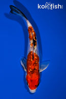 6" GINRIN YAMATO NISHIKI