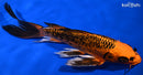 9" ORENJI MATSUBA BUTTERFLY
