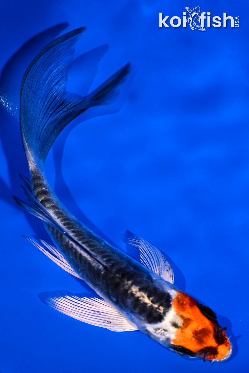 4.5" ARAGOKE BENI KIKOKURYU BUTTERFLY
