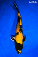 13" KIN KI UTSURI