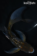 5.75" GINRIN OCHIBA SHIGURE BUTTERFLY