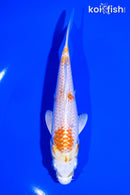5.75" HARIWAKE