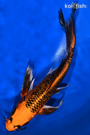 9" ORENJI MATSUBA BUTTERFLY