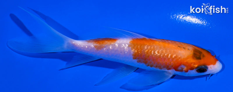 4.25" GINRIN KOHAKU BUTTERFLY