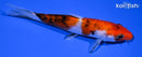 5.5" SANKE