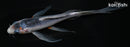 5.75" ASAGI BUTTERFLY