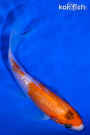 4.25" GINRIN KOHAKU BUTTERFLY
