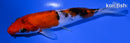 5.5" SANKE
