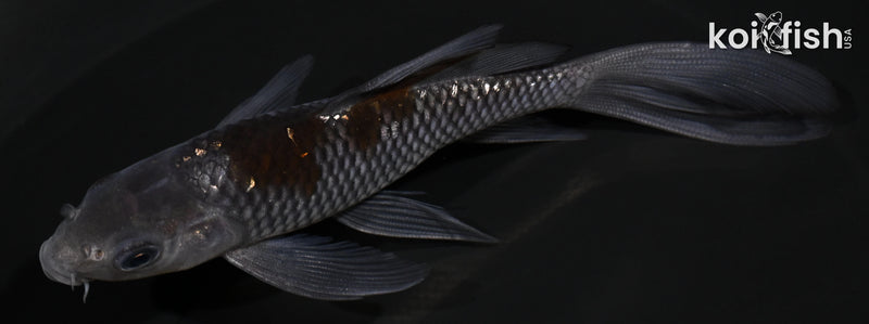 4.75" GINRIN OCHIBA SHIGURE BUTTERFLY