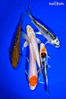 PACK OF (5) 5 - 6" STANDARD KOI