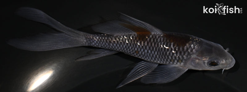 4.75" GINRIN OCHIBA SHIGURE BUTTERFLY