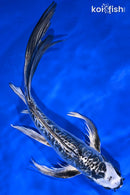 8.75" KIKOKURYU BUTTERFLY