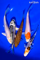 PACK OF (5) 5 - 6" STANDARD KOI