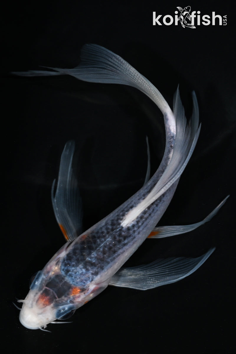 Blue Koi Fish for Sale | Koi Fish USA