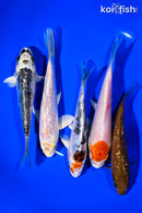 PACK OF (5) 5 - 6" STANDARD KOI