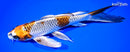 10" BENI GINGA BUTTERFLY