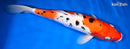 13.5" SANKE