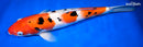 13.5" SANKE