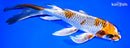 10" BENI GINGA BUTTERFLY
