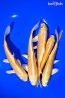 PACK OF (5) 5 - 6"  STANDARD YAMABUKI OGON KOI