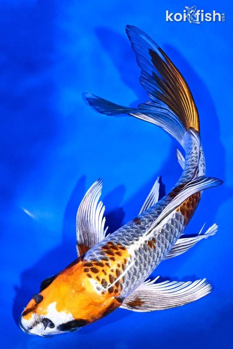 Koi Fish for Sale | Buy Koi Online | Koi Fish USA – Tagged