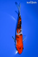 5.5" SANKE