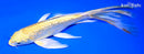 8" GINRIN YAMABUKI OGON BUTTERFLY