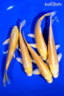 PACK OF (5) 5 - 6"  STANDARD YAMABUKI OGON KOI