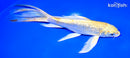 8" GINRIN YAMABUKI OGON BUTTERFLY