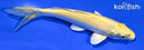 7.75" YAMABUKI OGON