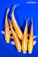 PACK OF (5) 5 - 6"  STANDARD YAMABUKI OGON KOI
