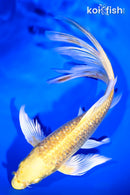8" GINRIN YAMABUKI OGON BUTTERFLY