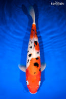13.5" SANKE