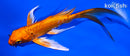 5.75" DOITSU ORENJI OGON BUTTERFLY