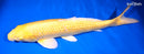 13" GINRIN YAMABUKI OGON