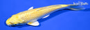 7.75" YAMABUKI OGON