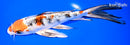 8.25" YAMATO NISHIKI BUTTERFLY