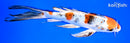 8.25" YAMATO NISHIKI BUTTERFLY