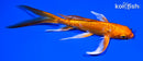 5.75" DOITSU ORENJI OGON BUTTERFLY