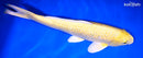 13" GINRIN YAMABUKI OGON