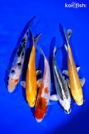 PACK OF (5) 5 - 6" STANDARD KOI