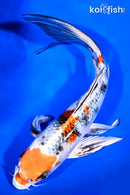8.25" YAMATO NISHIKI BUTTERFLY