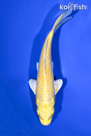 7.75" YAMABUKI OGON