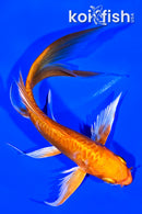 5.75" DOITSU ORENJI OGON BUTTERFLY