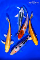 PACK OF (5) 5 - 6" STANDARD KOI