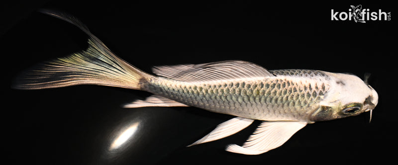 5.25" GIN MATSUBA BUTTERFLY
