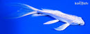 6.25" GINRIN PLATINUM OGON BUTTERFLY