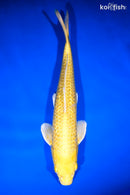 13" GINRIN YAMABUKI OGON