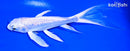 6.25" GINRIN PLATINUM OGON BUTTERFLY